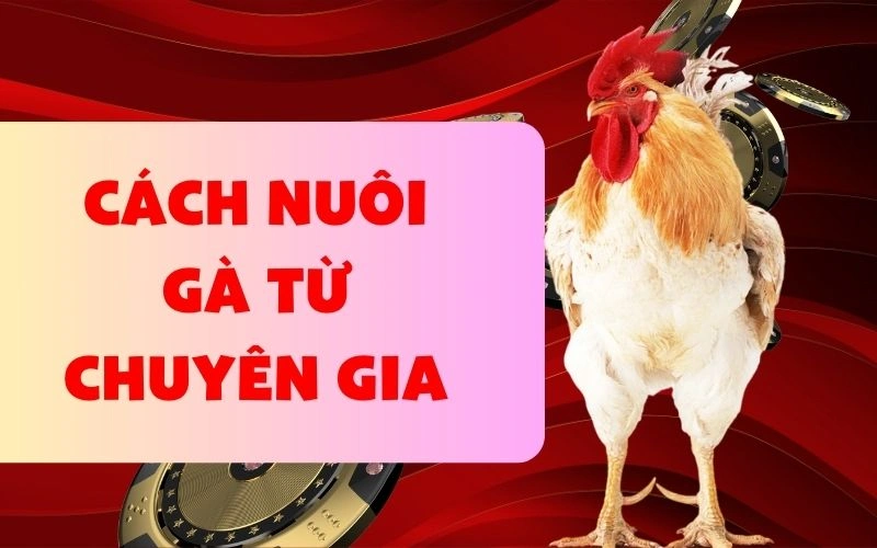 Cách nuôi gà từ chuyên gia chuẩn xác