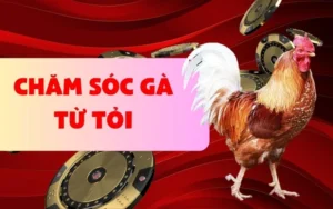 Thông tin quan trọng về chăm sóc gà từ tỏi