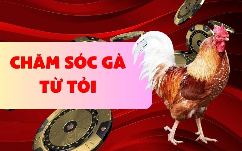 Thông tin quan trọng về chăm sóc gà từ tỏi